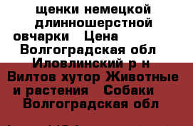 щенки немецкой длинношерстной овчарки › Цена ­ 25 000 - Волгоградская обл., Иловлинский р-н, Вилтов хутор Животные и растения » Собаки   . Волгоградская обл.